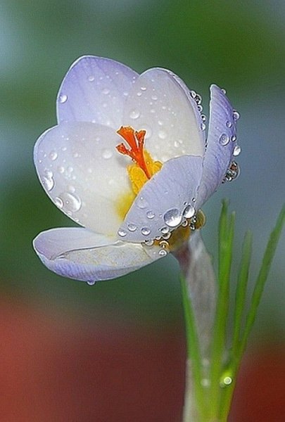 Доброе утро капелька