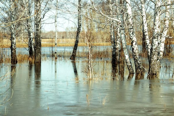 Берёзы весенний паводок