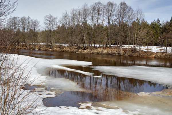 Половодье березы