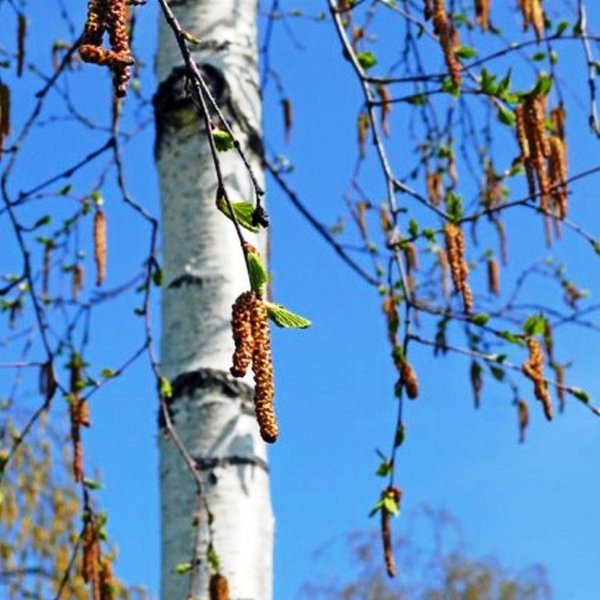Дерево береза Весна