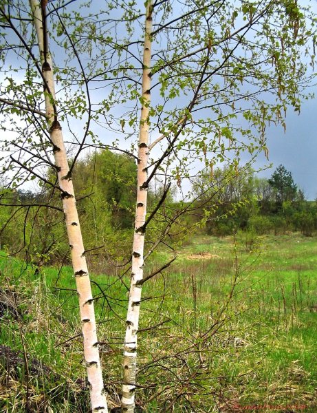 Весна березы