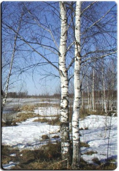 Весна березы