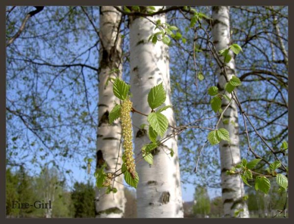 Одна береза весной