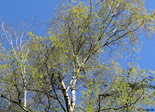 Дерево береза весной