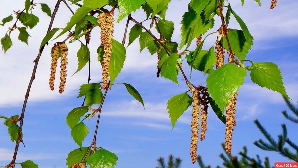 Сережки у Березки