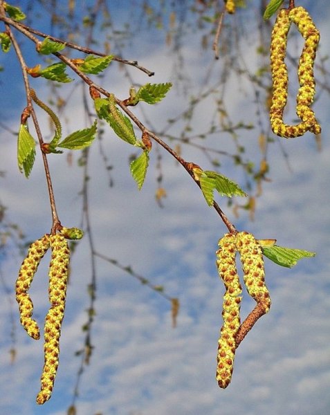 Береза цветет
