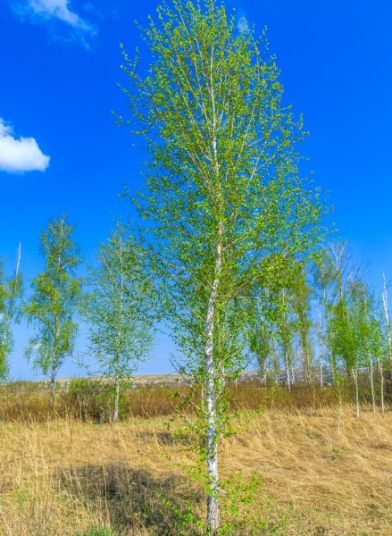 Береза на белом фоне