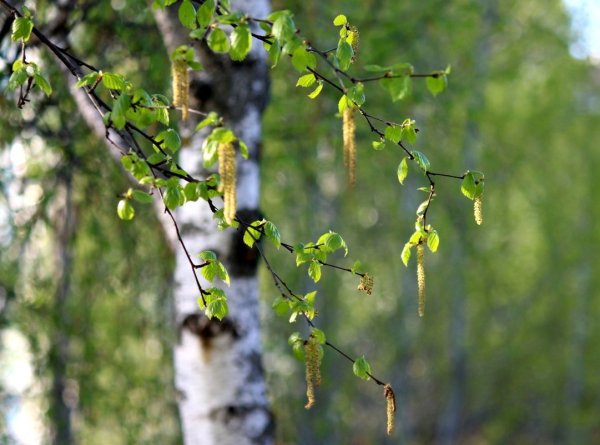 Береза Татеваки