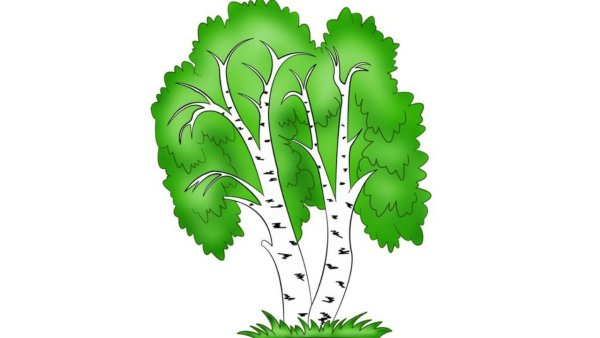 Береза по временам года