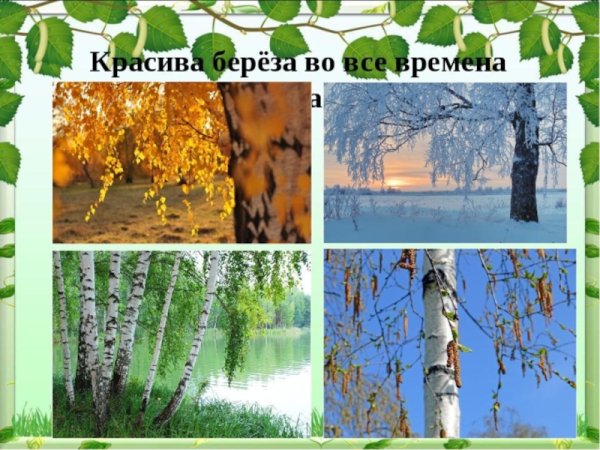 Береза ранней весной