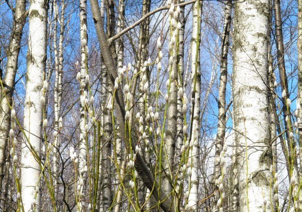 Березовая роща гуашь для детей