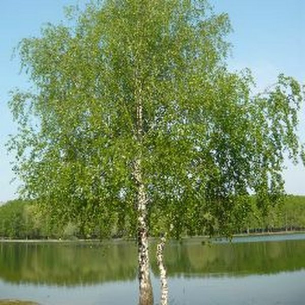 Березка акварель