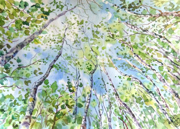 Березовая роща ранней весной чага