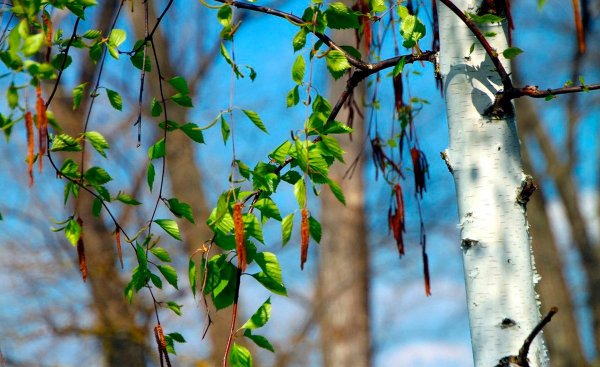 Художник Самарская Елена Михайловна березы
