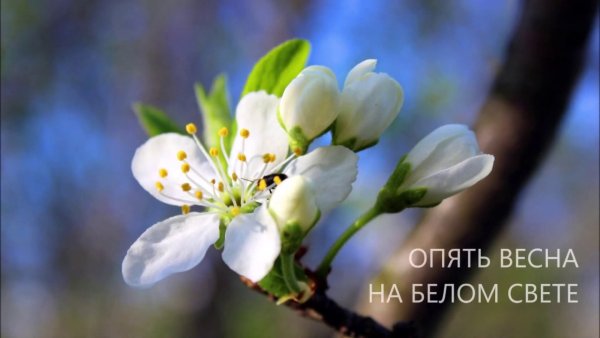 Опять Весна на белом свете картинки