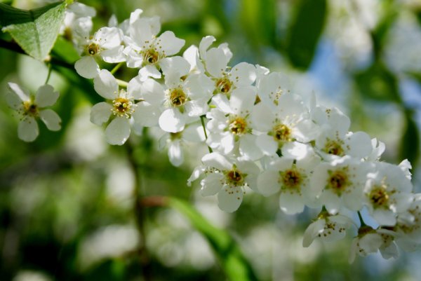 Опять Весна на белом свете