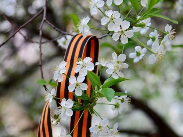 Весна победа цветы