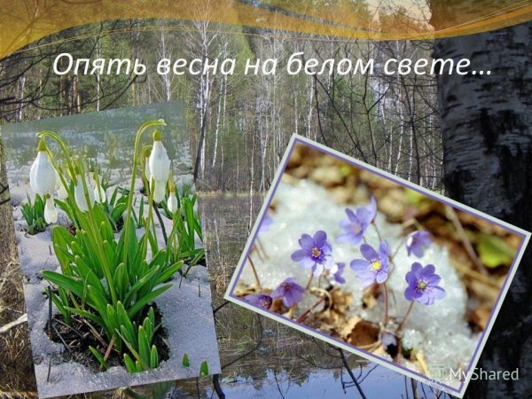 Опять Весна на белом свете