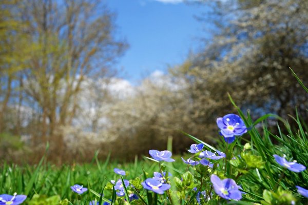 Автор опять Весна на белом свете