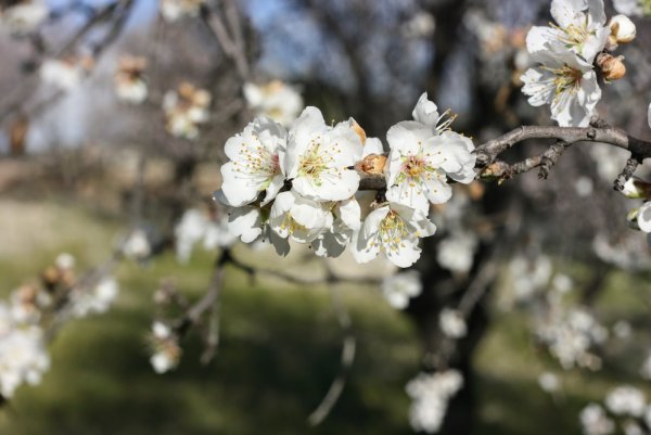 Красивые фото ветка цветов астильмерии