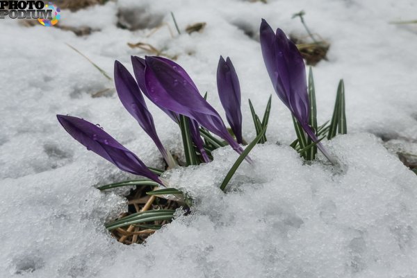 Опять Весна на белом свете картинки