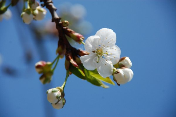 Опять Весна на белом свете картинки