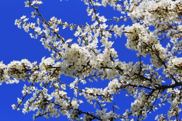 Опять Весна на белом свете