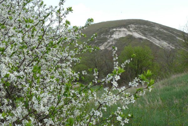 Игорь Латышко белая черемуха