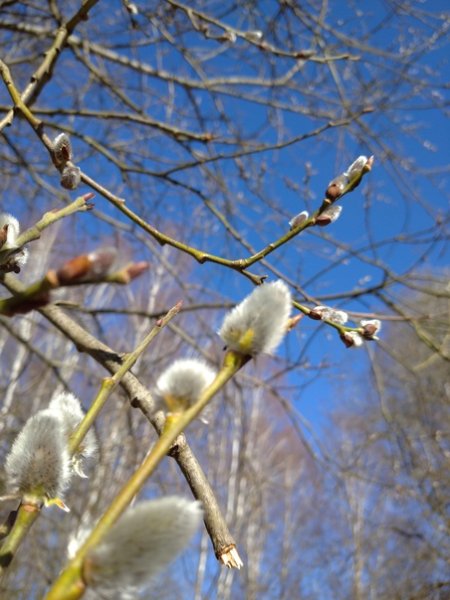 Поздравление с 8 марта белые цветы