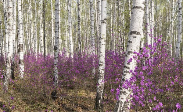 Опять Весна огород