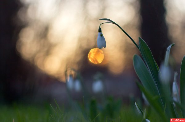 Утро Весна свет