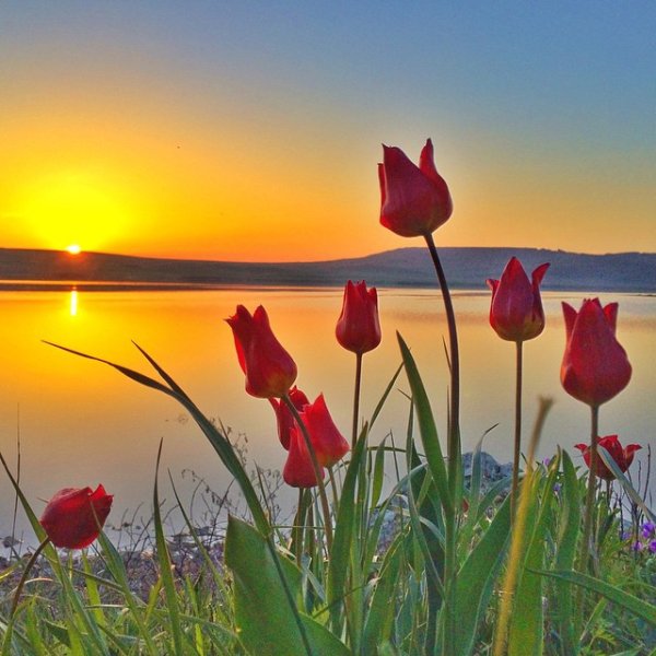 Весенний рассвет