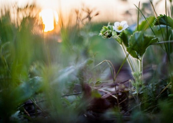 Утро природа