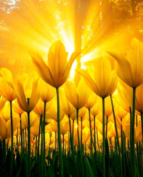 Цветы и солнце