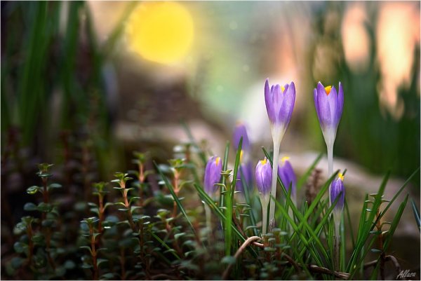 Весны прекрасные мгновения Алла