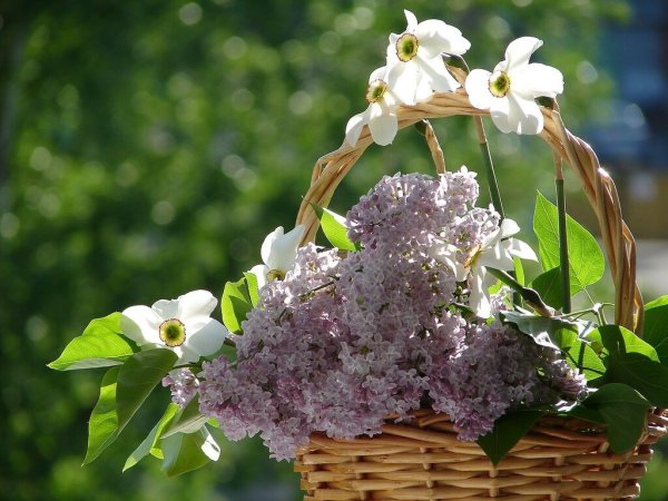 Весны прекрасные мгновения