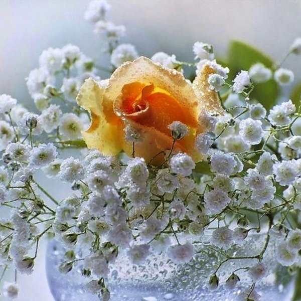 Капелька счастья