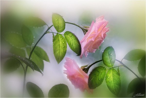 Цветы для женщины