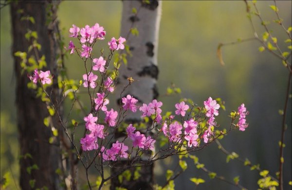 Цветы счастье в мелочах