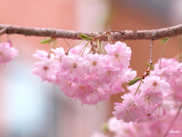 Нежные цветы в руках