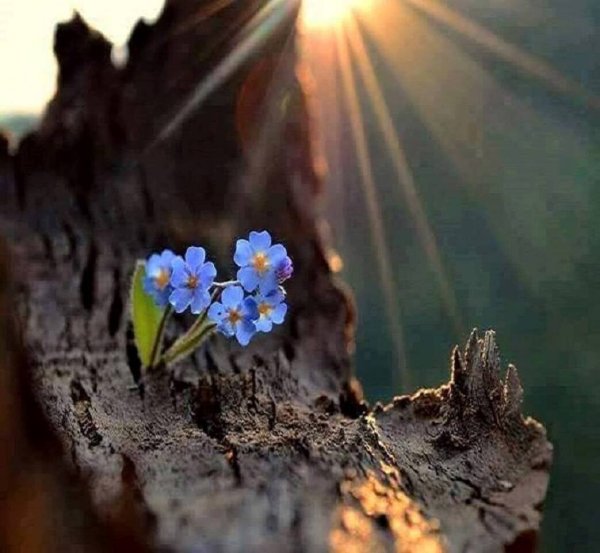 Весна волшебство