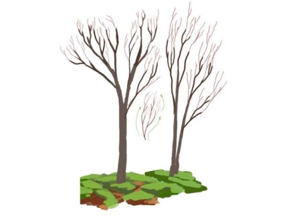 Деревья весной для дошкольников