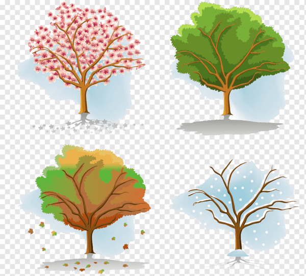 Дерево 4 сезона