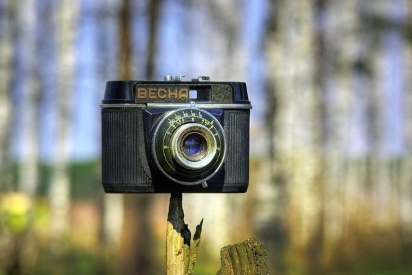 Фотоаппарат и цветы