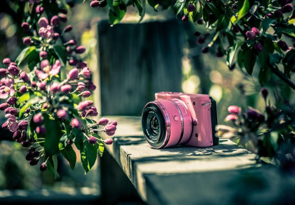 Фотоаппарат и цветы
