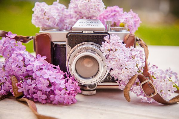 Фотоаппарат и цветы