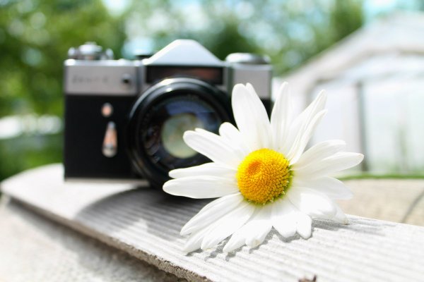 Фотоаппарат и цветы