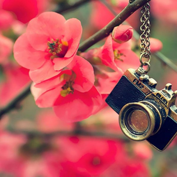 Фотоаппарат в цветах