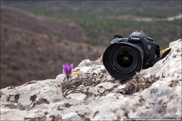 Фотоаппарат и цветы