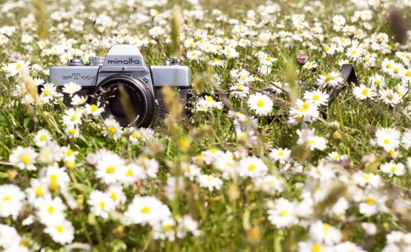 Фотоаппарат и цветы